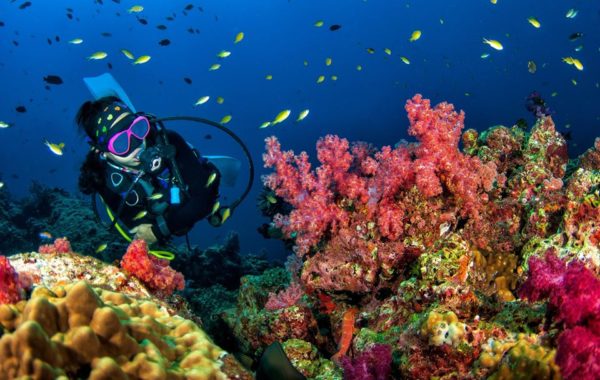 scuba diving on a beautiful soft coral reef in South Andaman.