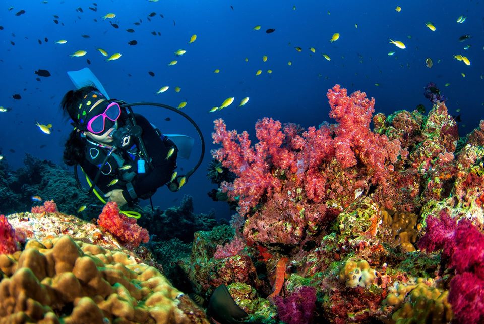 scuba diving on a beautiful soft coral reef in South Andaman.