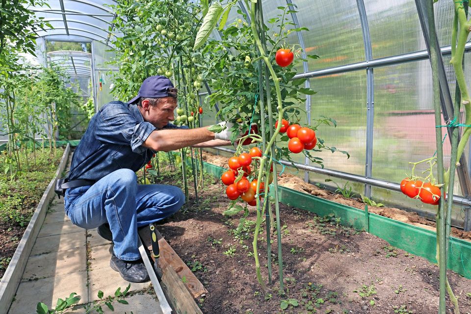 Kitchen Garden