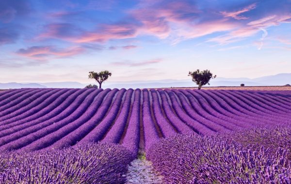 A Guide To Visiting The Lavender Fields of Provence, France