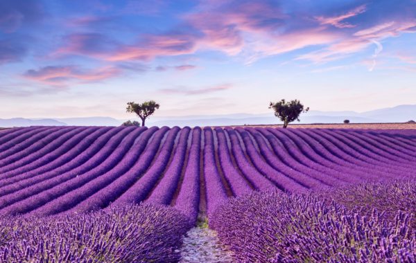 Lavender Fields of Provence, France - 2021 Travel Guide