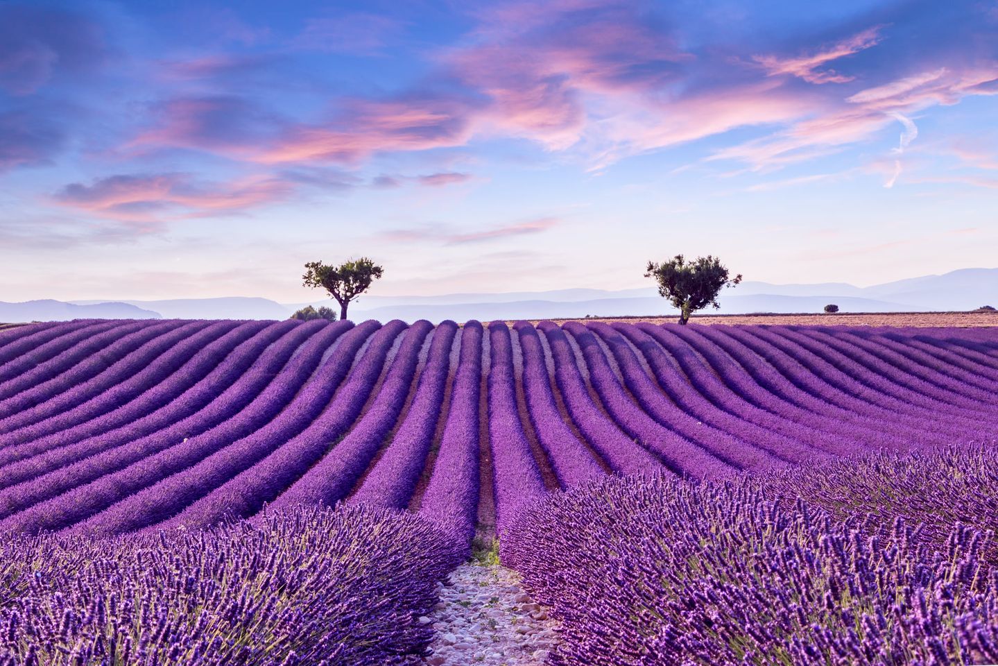 lavender tour france