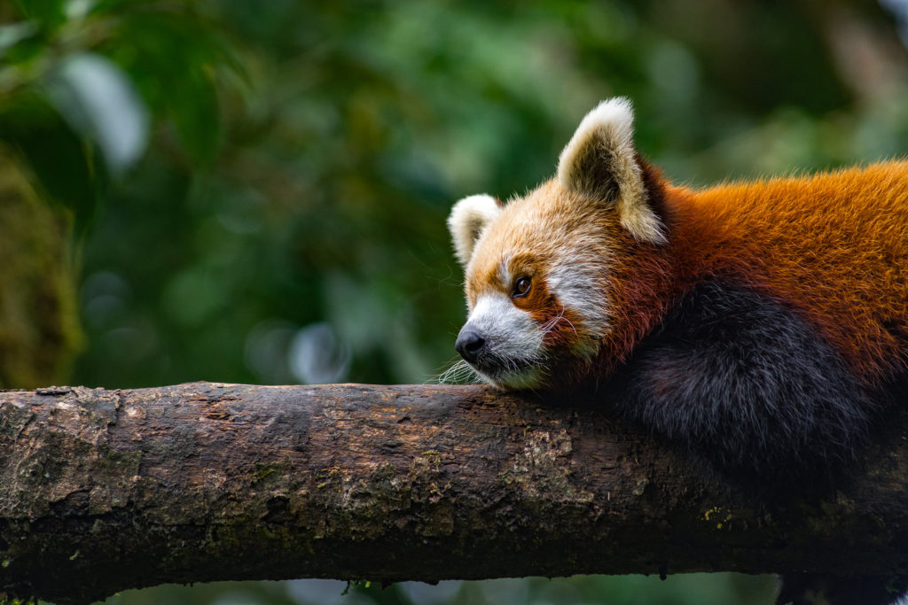 Red Panda