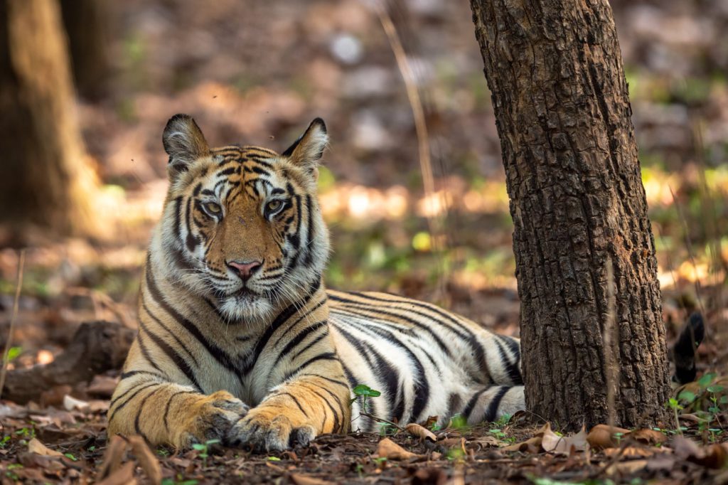 Bandhavgarh National Park, Madhya Pradesh