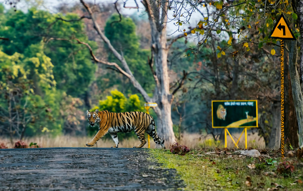 TADOBA