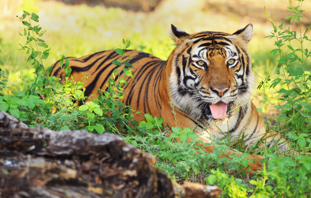 Tiger Safari Tips For Beginners