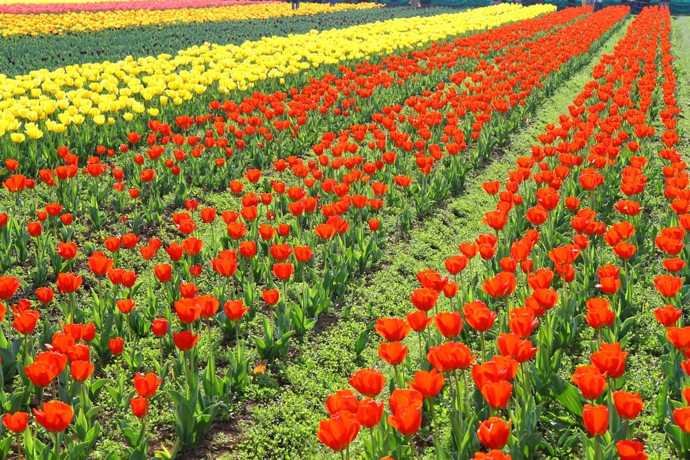 Tulip Festival Srinagar