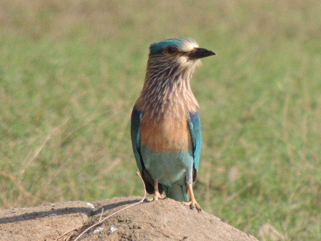 Indian Roller bird