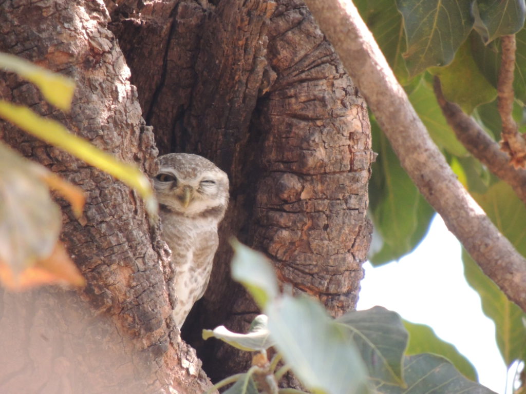 Indian owl