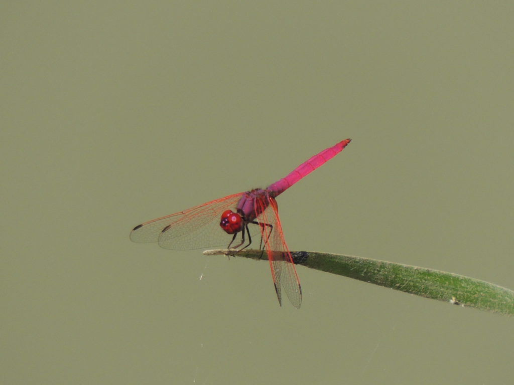 satpura national Park