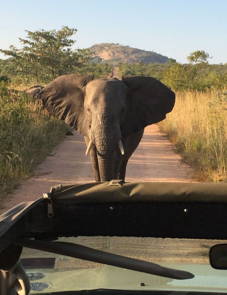 An African Elephant approaching our open jeep.