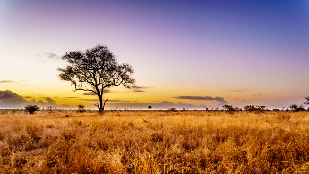 Sunrise over the savanna and grass fields in central Kruger National Park in South Africa