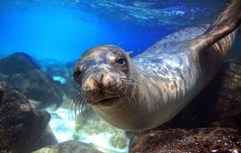 Galápagos 