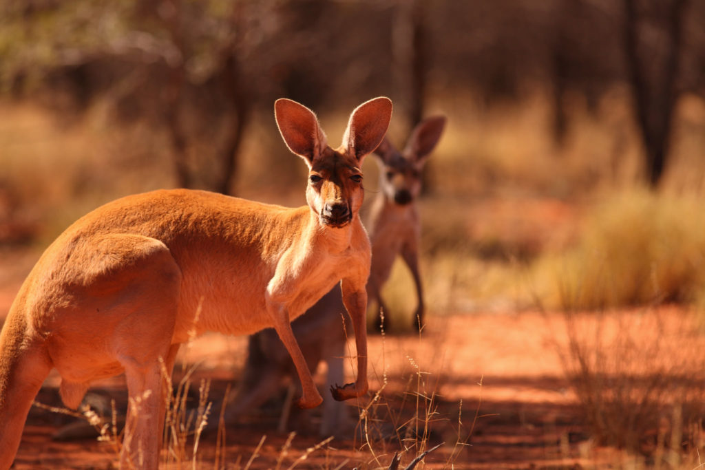 An outback road trip in Australia