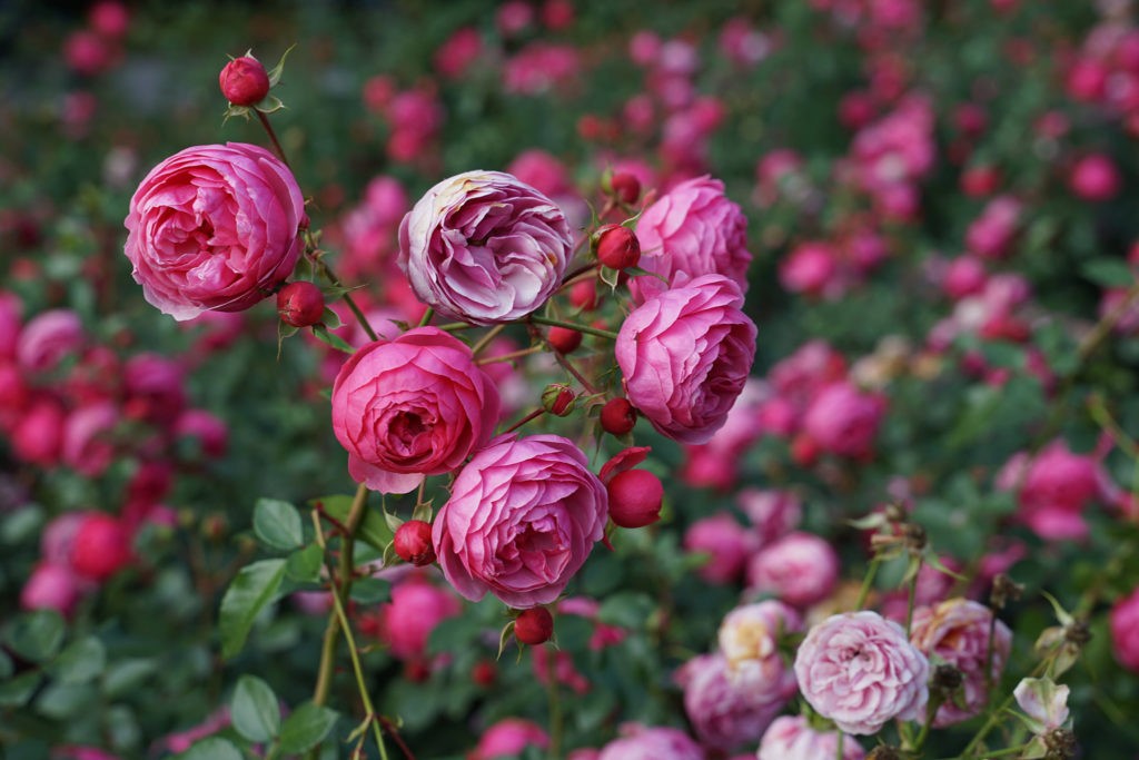 Rose Garden 