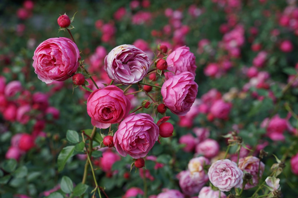 Rose Garden