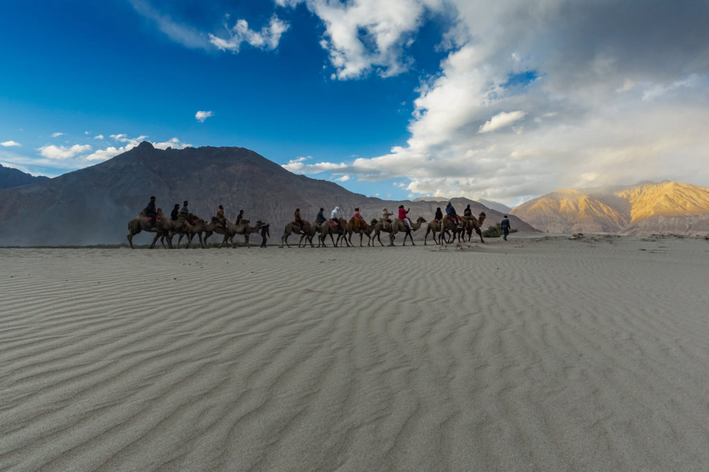Tourists enjoying camel safari in nubra valley