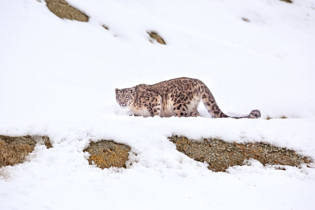 Snow Leopard close-up at Hemis National Park