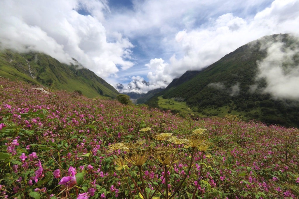 Valley of flowers