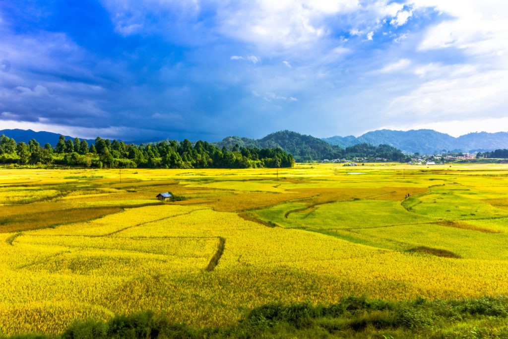 Beautiful Valley of Rice Fields in Ziro, Arunachal Pradesh