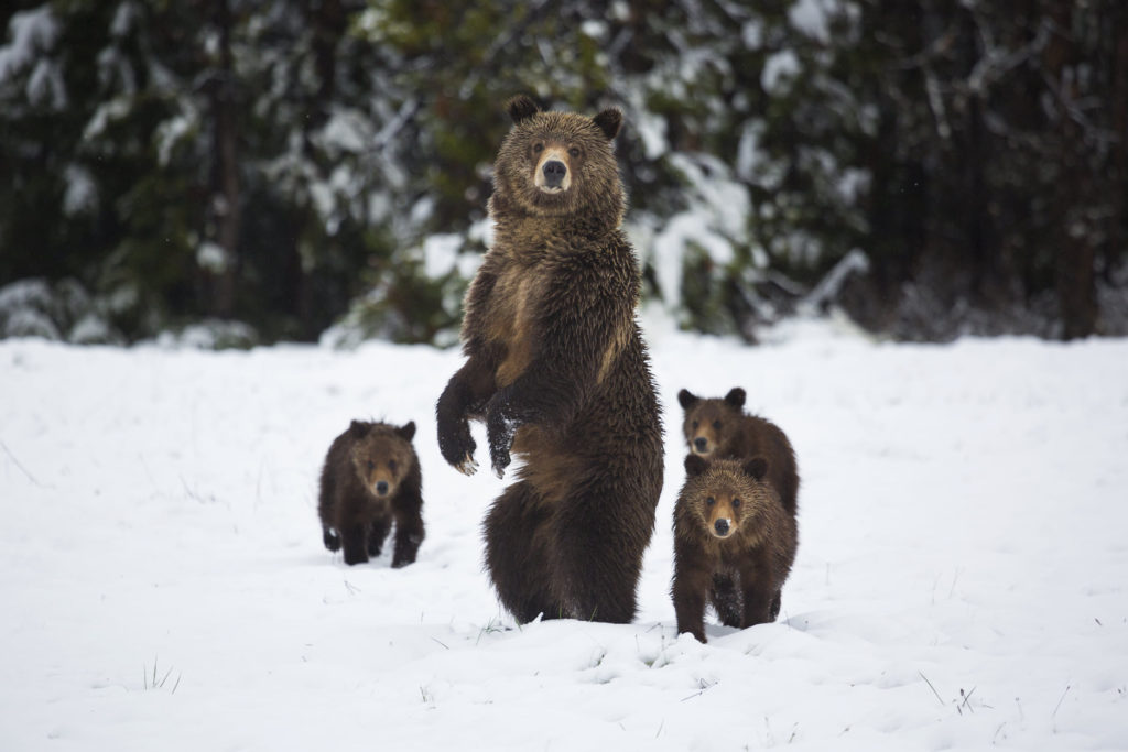 A grizzly bear sow stands on her hind legs as her three cubs follow her in Grand Teton National Park, Wyoming.