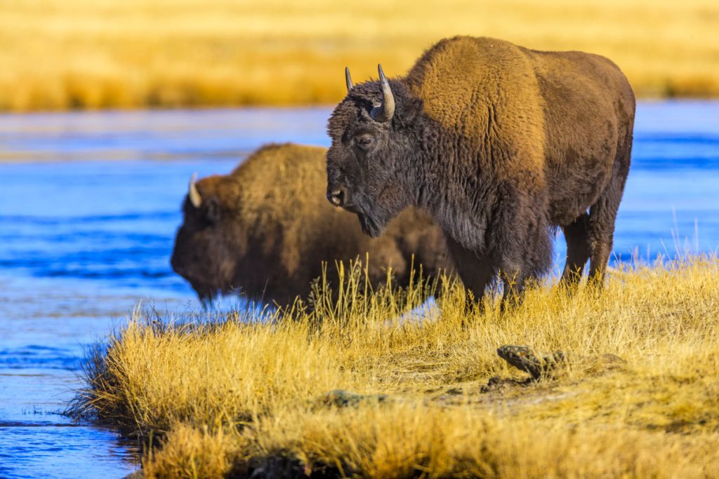 Bison crossing the Firehole River in Yellowstone National Park