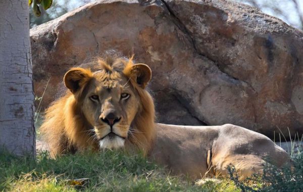 The Largest Safari Park Outside of Africa, Opens In Sharjah