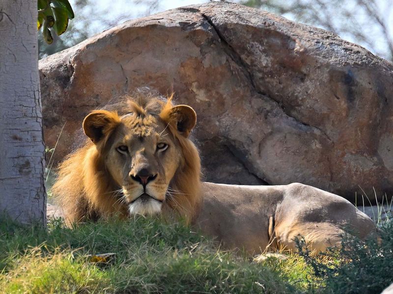 The Largest Safari Park Outside of Africa, Opens In Sharjah