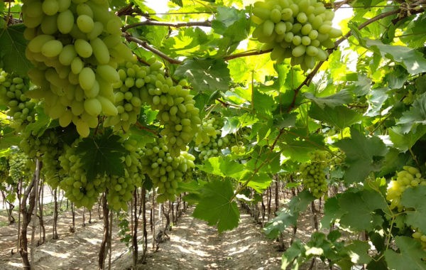 Junnar Grape Festival of Maharashtra Begins on February 18