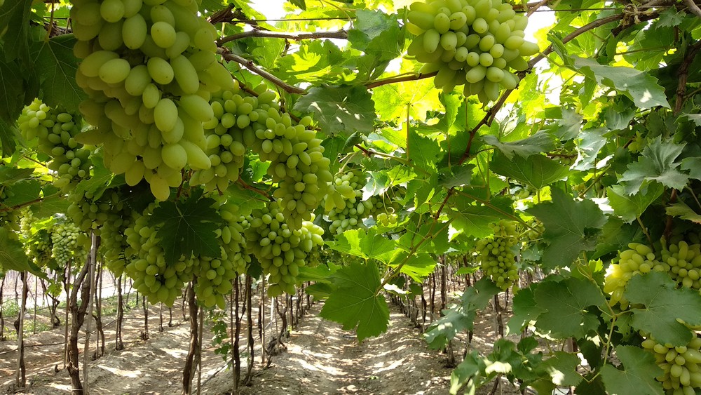 Junnar Grape Festival of Maharashtra Begins on February 18