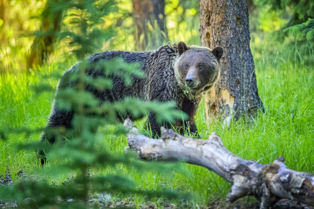 Grizzly Bear in Jasper National Park, Canada