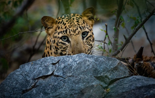 News at 9: First-ever US road that charges EVs as they drive, Second Leopard Reserve in Jaipur and more