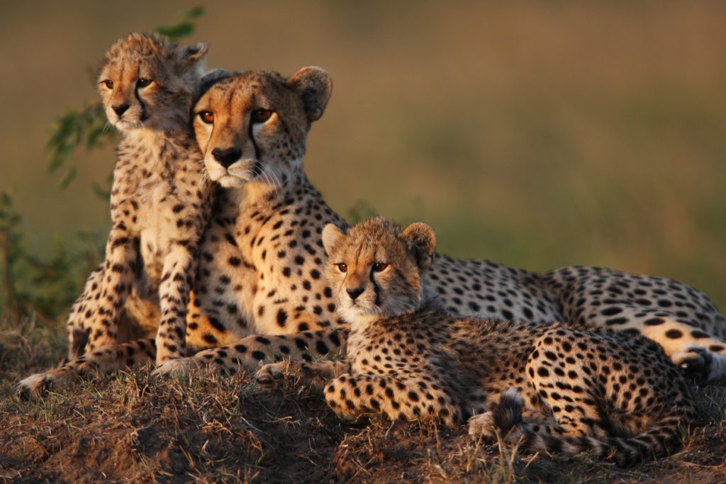 News at 9: Cheetahs to return to India after 70 years, India’s first-ever underwater train, and more