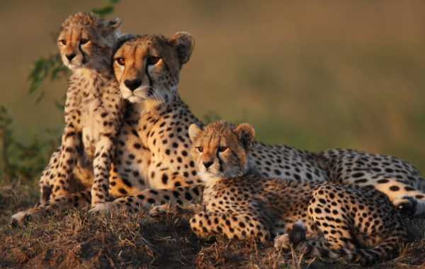 News at 9: Cheetahs to return to India after 70 years, India’s first-ever underwater train, and more