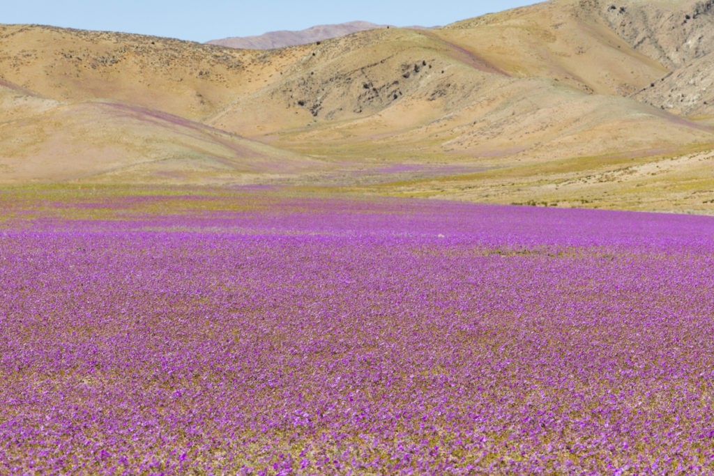 News at 9: Chile's flowering desert may bloom again, Nagaland gets its second railway station and more