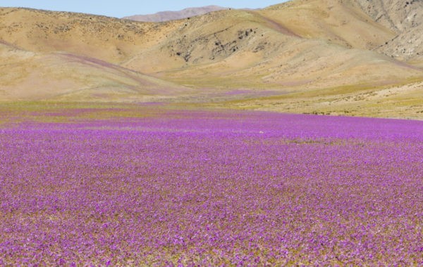 News at 9: Chile's flowering desert may bloom again, Nagaland gets its second railway station and more
