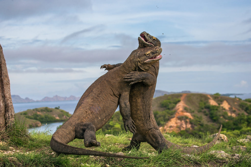 Foreign tourists to soon get GST refund for local shopping, Seeing Komodo dragons now costs $250 and more