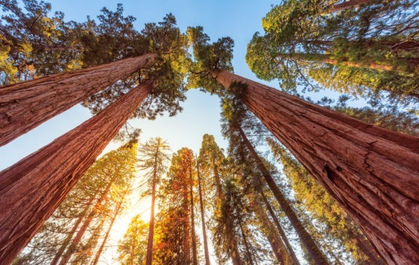 News at 9: Visitors to the world's tallest tree face $5,000 fines, New Zealand fully open to international visitors and more