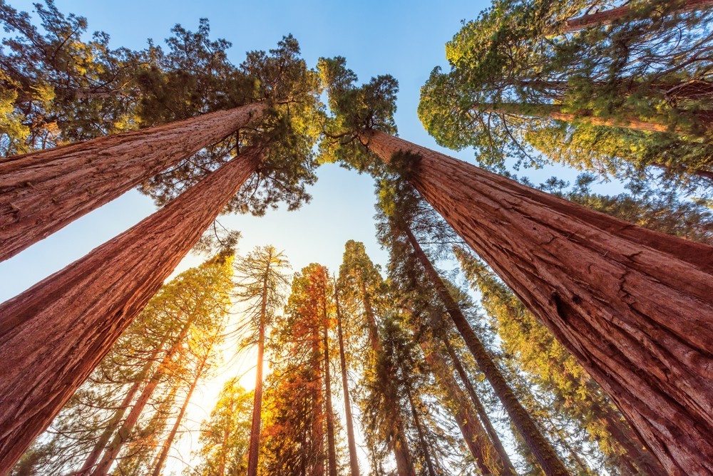 News at 9: Visitors to the world's tallest tree face $5,000 fines, New Zealand fully open to international visitors and more