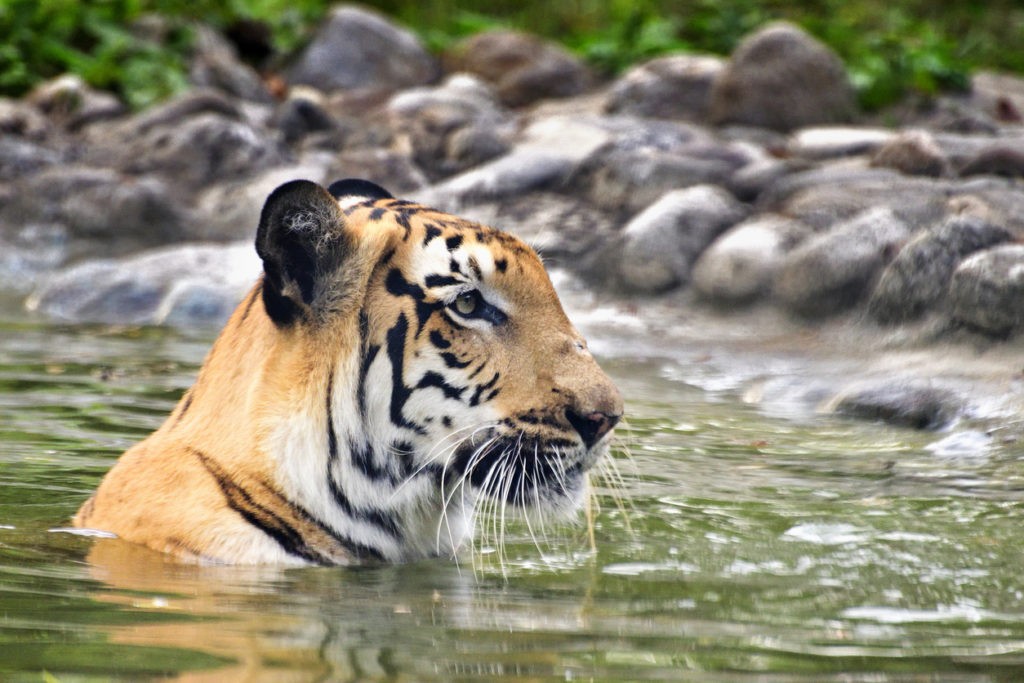 News at 9: Asia’s largest wildlife highway corridor, West Bengal's Durga Puja-Sundarbans package