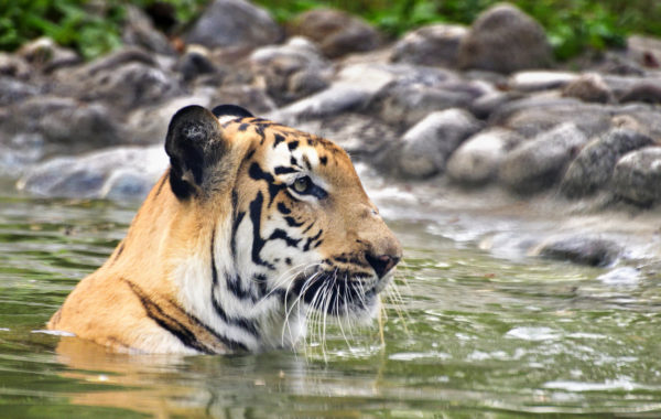 News at 9: Asia’s largest wildlife highway corridor, West Bengal's Durga Puja-Sundarbans package