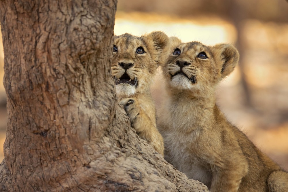 Asiatic Lioness at Gir National Park, India