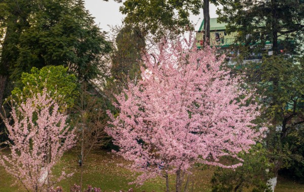 News at 9: Shillong Cherry Blossom festival is back, Jammu is hosting Jhiri Mela, Space travel from India in 2025 and more