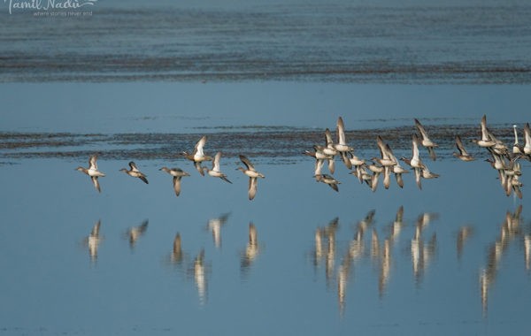 In Photos | 5 Bird Watching Destinations in Tamil Nadu