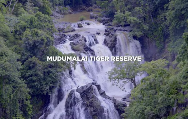 VIDEO: MUDUMALAI TIGER RESERVE | TAMIL NADU TOURISM