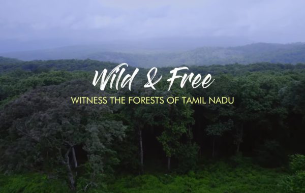 VIDEO: WILD & FREE | TAMIL NADU TOURISM