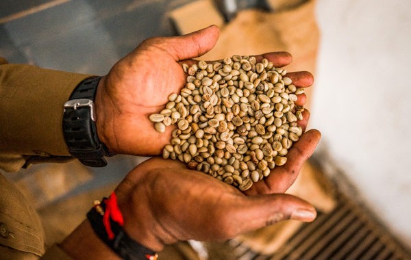 From Bean to Cup: Chikkamagaluru