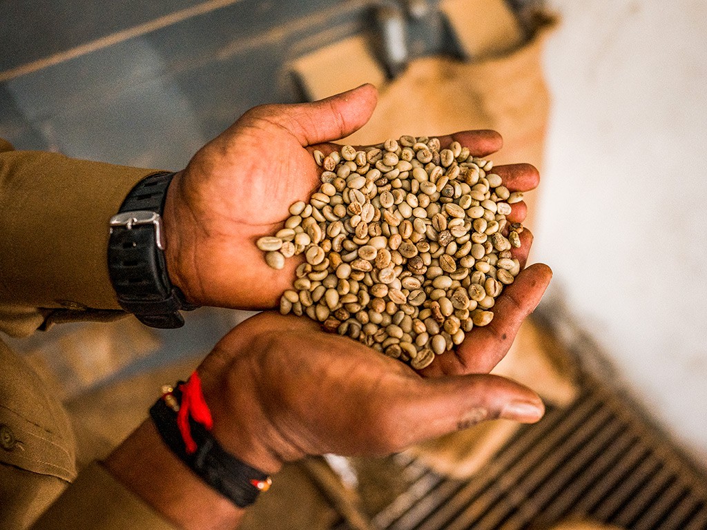 From Bean to Cup: Chikkamagaluru