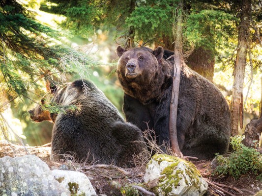 Rolling with the Grizzlies in Vancouver