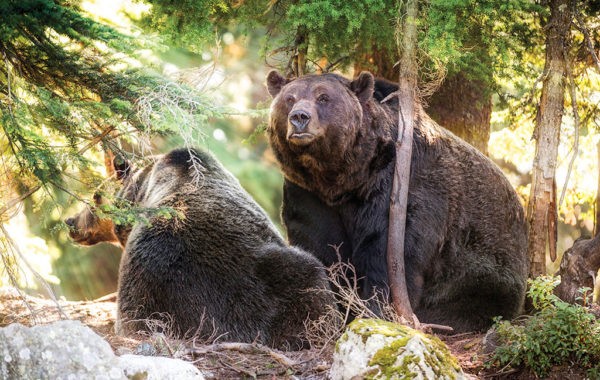 Rolling with the Grizzlies in Vancouver